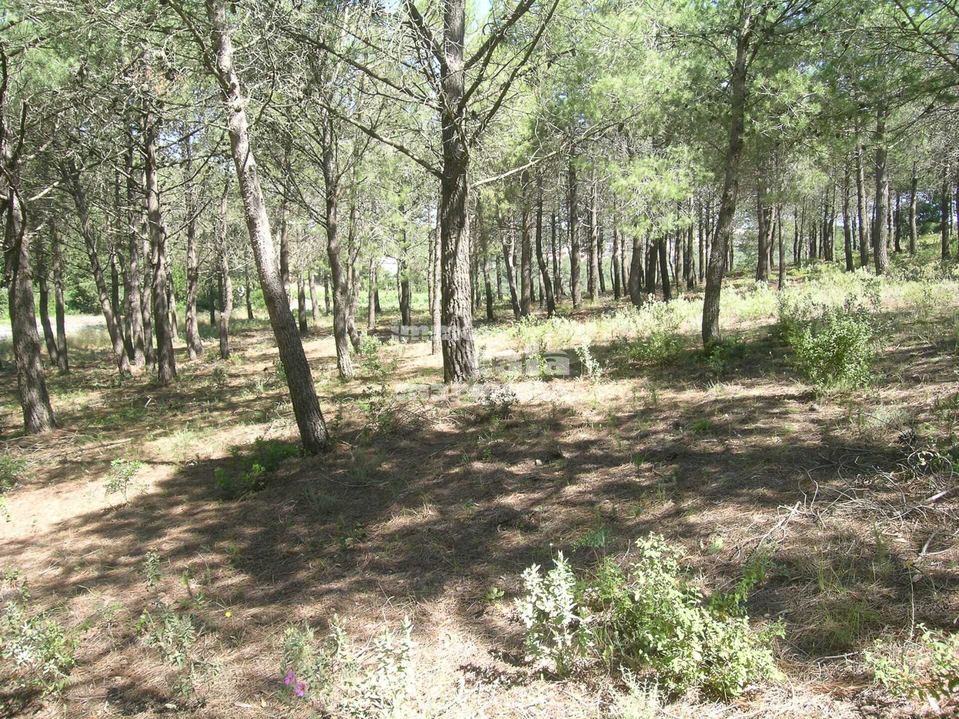 GRAN TERRENY RÚSTIC A BEGUR