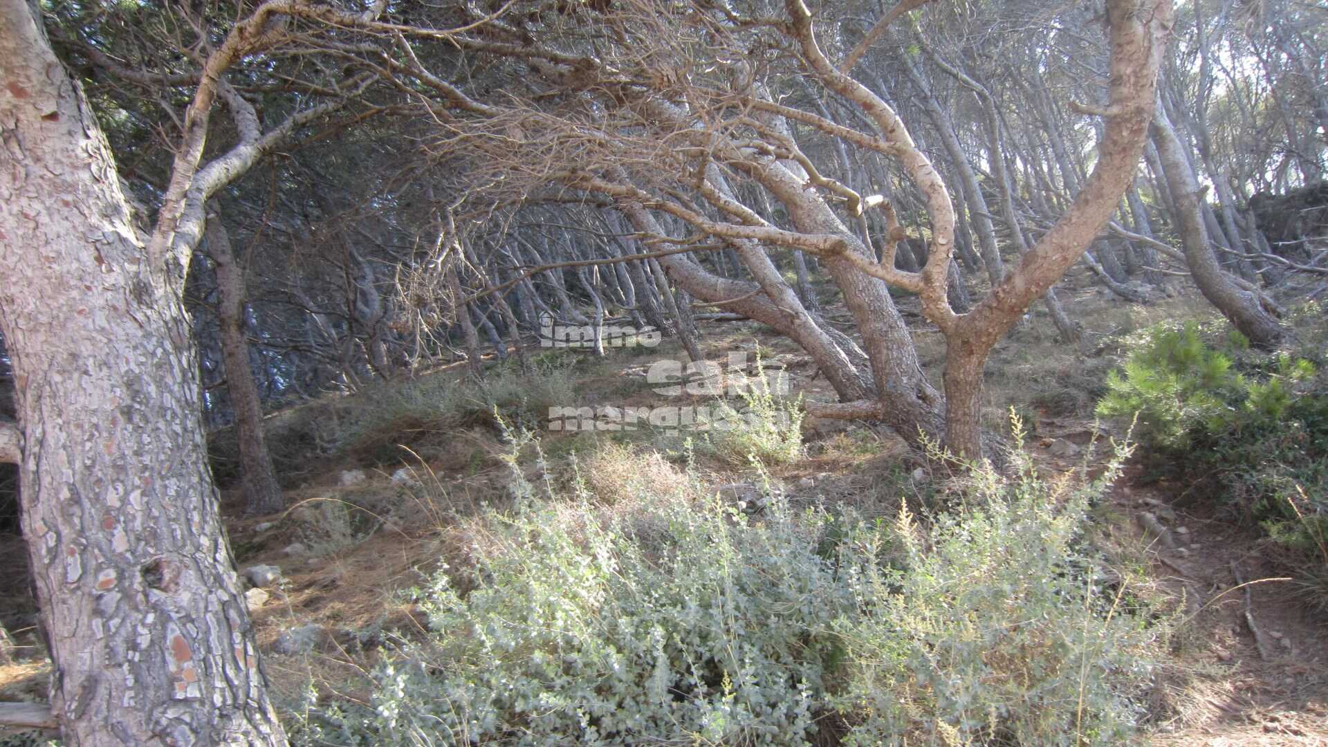 TERRENY AMB VISTES A AIGUAFREDA
